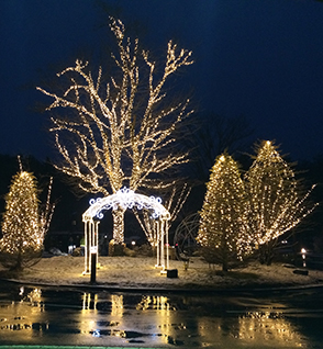 木　イルミネーション